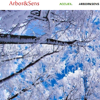 Arbor & Sens