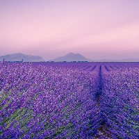 Livendulo - site vitrine